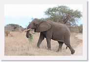 20TarangireAMGameDrive - 18 * Elephant having breakfast on the go.